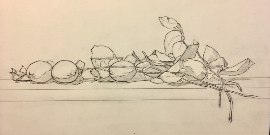 Messer_Lemon Branches_Drawing